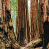 Article image for: <i class="tbold">giant</i> Sequoia
