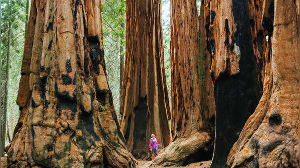 Giant Sequoia