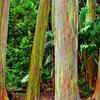 Rainbow Eucalyptus