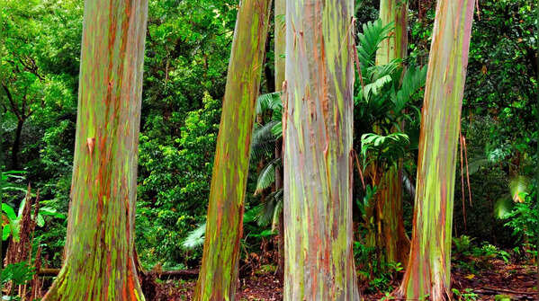 Rainbow Eucalyptus