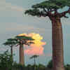 Baobab