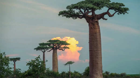 Baobab