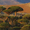 Article image for: The Dragon’s Blood Tree