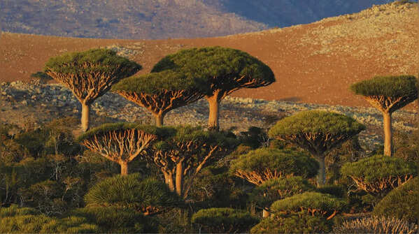 The Dragon’s Blood Tree