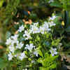 Article image for: Jasmine – a traditional evening fragrance