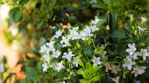 Jasmine – a traditional evening fragrance