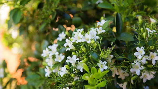 Jasmin Wallpapers