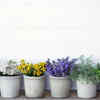 5 beautiful scented <i class="tbold">plants</i> to add to your garden today