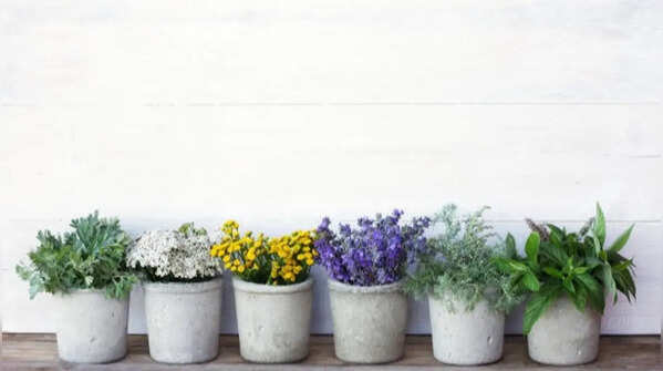 5 beautiful scented plants to add to your garden today