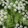 Article image for: Water hemlock