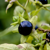 Deadly nightshade (Belladonna)