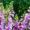 Foxglove