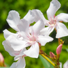 Article image for: GK Fact of the Day: 7 deadly plants that look surprisingly beautiful