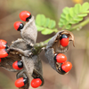 Rosary pea