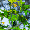 Article image for: Castor bean plant