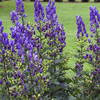 Monkshood
