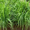 Article image for: Lemongrass – fresh smell with natural oils