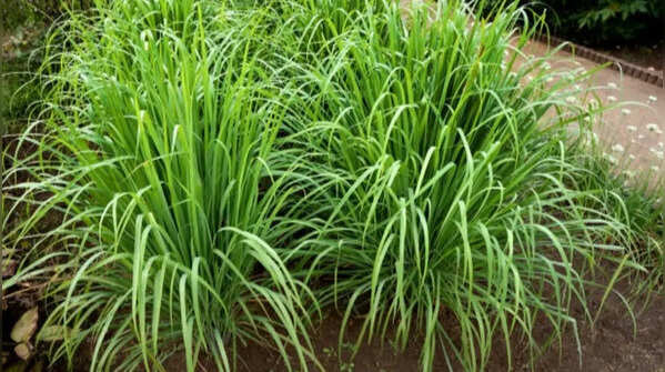 Lemongrass – fresh smell with natural oils