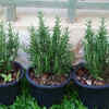 Rosemary – fragrant herb with benefits