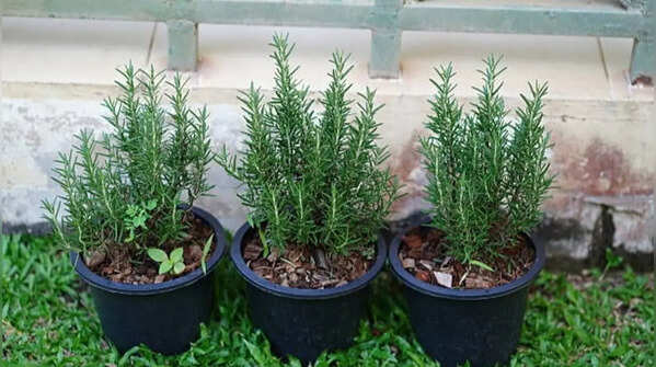 Rosemary – fragrant herb with benefits
