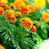 Marigold – colorful and useful