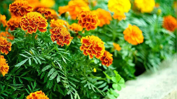 Marigold – colorful and useful
