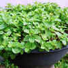 Article image for: <i class="tbold">mint</i> – refreshing and easy to grow