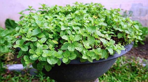 Mint – refreshing and easy to grow