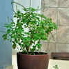 Tulsi – useful and aromatic