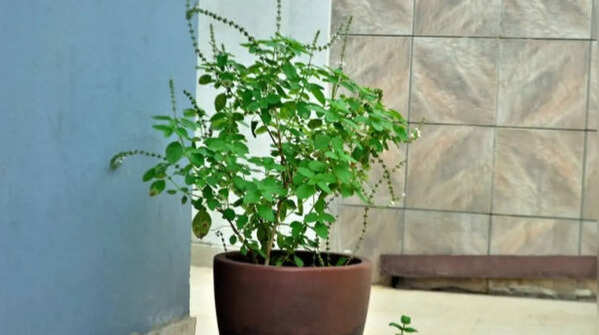 Tulsi – useful and aromatic