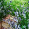 Lavender – fragrant and calming