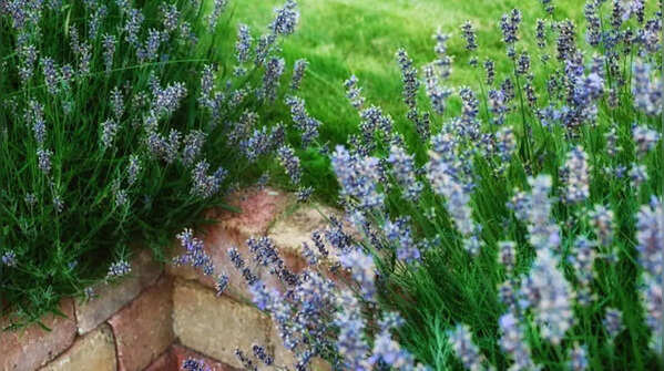 Lavender – fragrant and calming