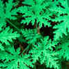 Article image for: Citronella – the classic mosquito-repelling plant
