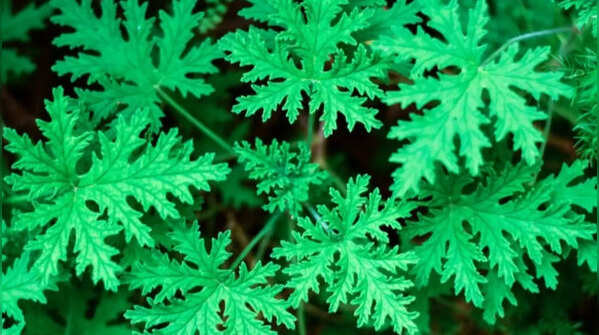 Citronella – the classic mosquito-repelling plant