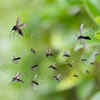 Article image for: 7 plants that keep away mosquito from your house