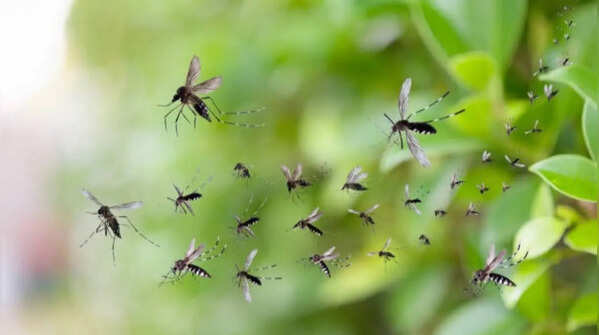 7 plants that keep away mosquito from your house