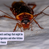 Article image for: Most common insects and bugs that might be hiding behind refrigerators and other kitchen appliances in your house