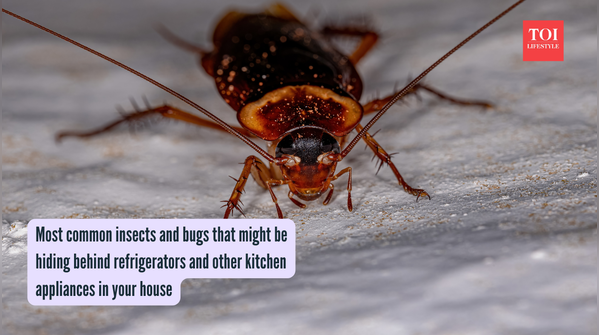 Most common insects and bugs that might be hiding behind refrigerators and other kitchen appliances in your house