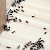 Article image for: <i class="tbold">Ant</i>s
