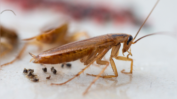 Cockroaches