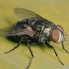Article image for: House flies