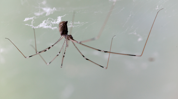 Spiders