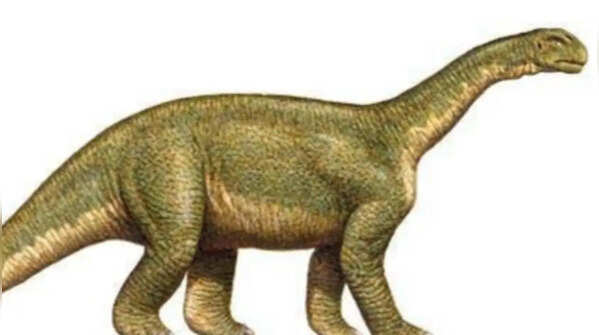 Jainosaurus – titanosaur giant