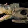 Barapasaurus – one of the largest long-necked dinosaurs