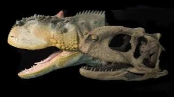 Barapasaurus – one of the largest long-necked dinosaurs