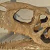 Article image for: Dinosaurs found in India: The giant creatures that once roamed the subcontinent