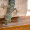 Article image for: Keeping cardboard <i class="tbold">boxes</i> in the kitchen