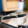 Article image for: Simple kitchen habits that may attract more lizards indoors