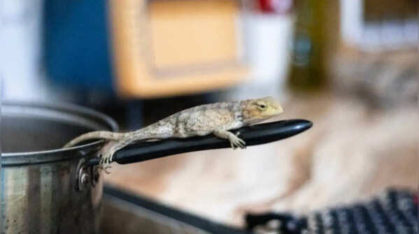 Simple kitchen habits that may attract more lizards indoors