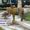 Article image for: 5 common tiger safari mistakes tourists make and how to avoid them